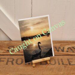 Swan on the Norfolk Broads.