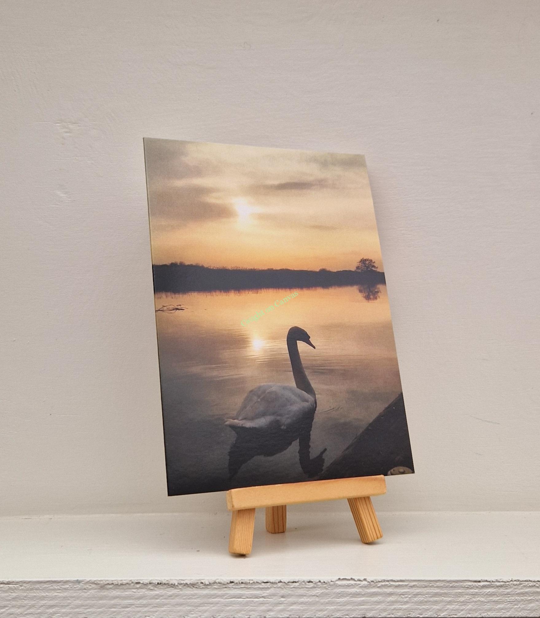 Swan on the Norfolk Broads.