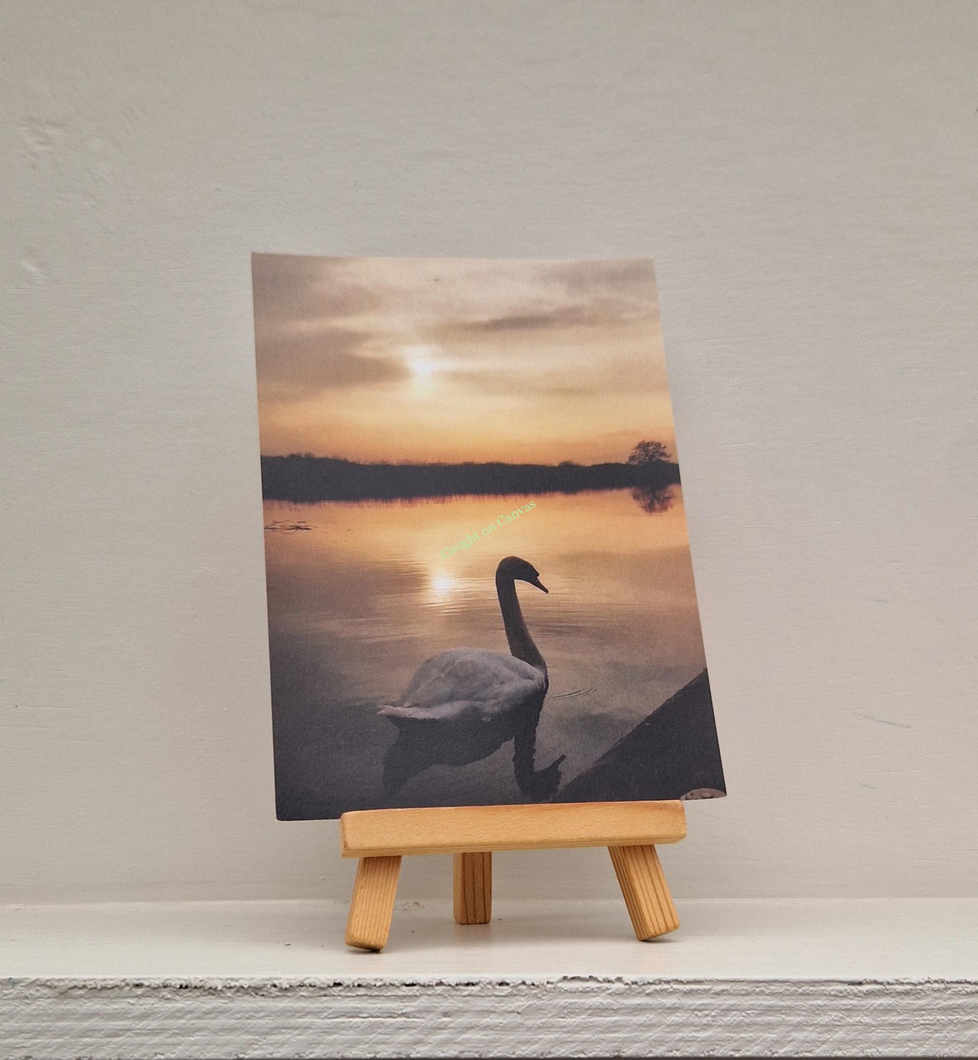 Swan on the Norfolk Broads. - Image 2