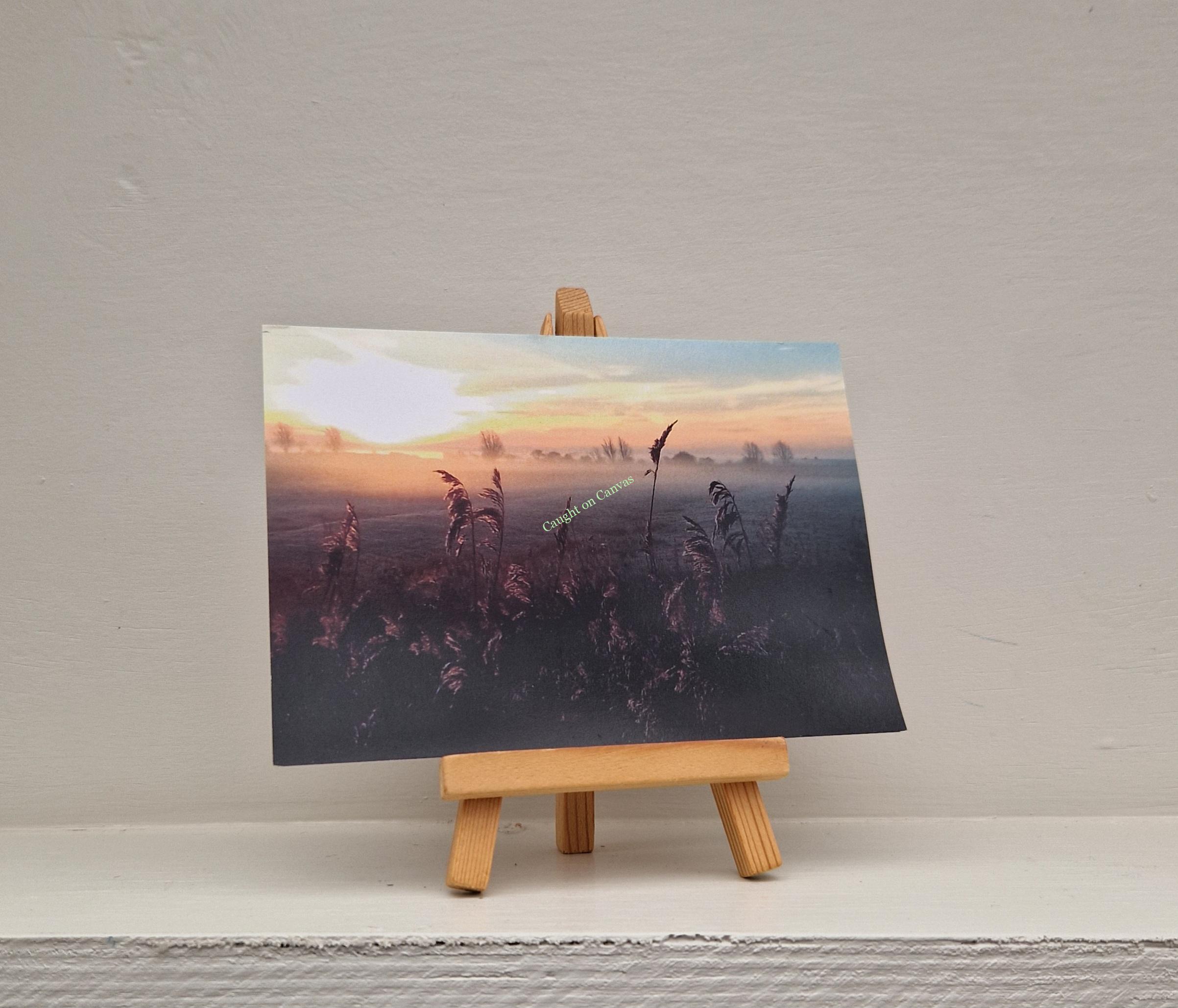 Grasses Sunrise.