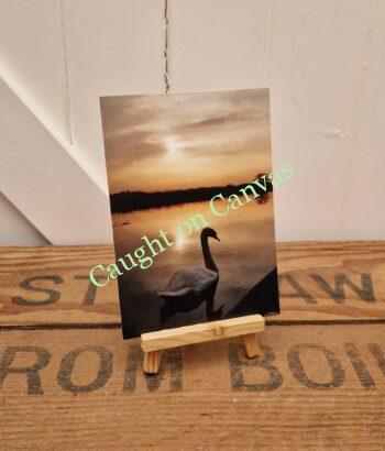 Swan on the Norfolk Broads. - Image 2